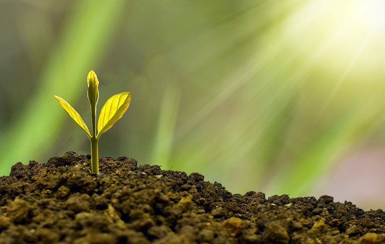 «Ζωή στα καμένα» με τη δράση εθελοντικής δενδροφύτευσης στις 10 Απριλίου