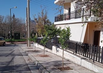 Νέες φυτεύσεις δένδρων σε πεζοδρόμια της πόλης