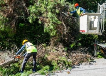 Συνεργεία του ΔΕΔΔΗΕ κλαδεύουν δένδρα που ακουμπούν σε καλώδια ηλεκτροδότησης