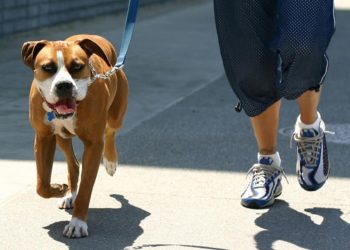 Δήμος Χαλανδρίου: Στις 17 Απριλίου η πρώτη εκδήλωση δυναμικού βαδίσματος με ζώα συντροφιάς στη χώρα