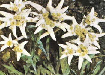 Εντελβάις στην Πεντέλη