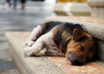 «Αδέσποτη» ηθική, περιστασιακή ενσυναίσθηση