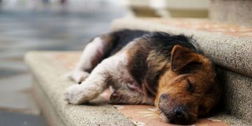 «Αδέσποτη» ηθική, περιστασιακή ενσυναίσθηση