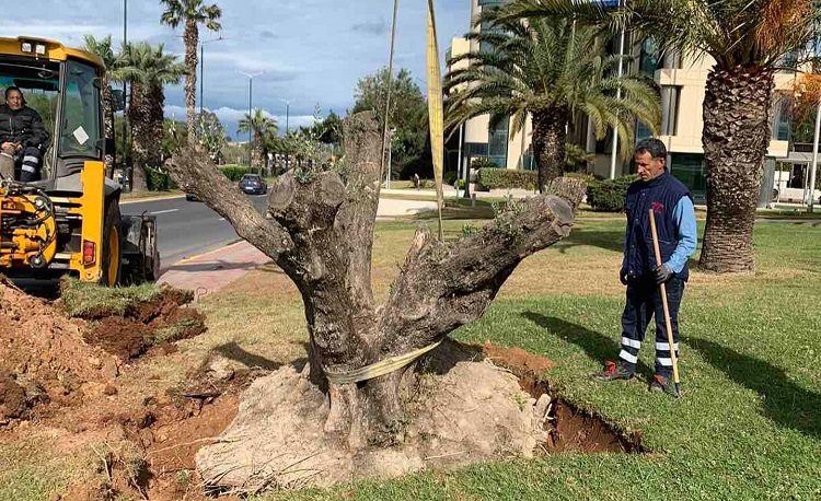 Ελαιόδεντρο 300 ετών κοσμεί την πόλη