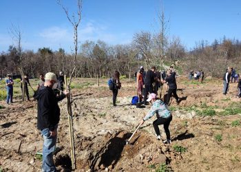 Τετραπλή δράση δενδροφύτευσης: Μικροί και μεγάλοι έδωσαν νέα ζωή στα καμένα