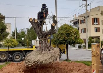 Υπεραιωνόβια ελιά στην πλατεία Αγίου Γεωργίου (Εικόνες)