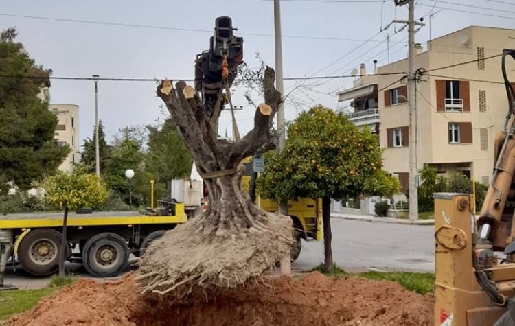 Υπεραιωνόβια ελιά στην πλατεία Αγίου Γεωργίου (Εικόνες)