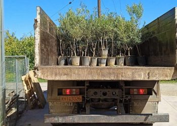 Ο Δήμος παρέλαβε τα 150 ελαιόδενδρα για την δενδροφύτευση του Σαββάτου 16/4
