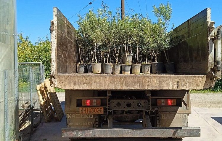 Ο Δήμος παρέλαβε τα 150 ελαιόδενδρα για την δενδροφύτευση του Σαββάτου 16/4