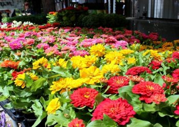 68η Ανθοκομική Έκθεση Κηφισιάς: Σε πλήρη εξέλιξη η προετοιμασία της