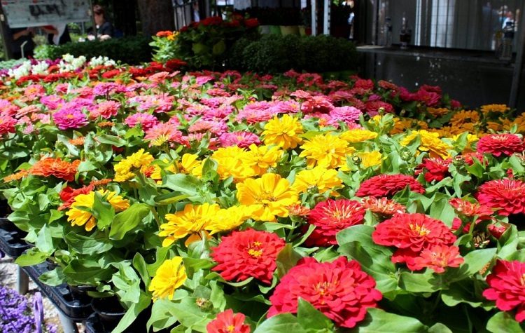 68η Ανθοκομική Έκθεση Κηφισιάς: Σε πλήρη εξέλιξη η προετοιμασία της