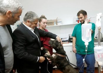 Γ. Πατούλης: Να αναπτυχθεί μια ασπίδα προστασίας των ζώων σε κάθε γωνιά της Αττικής