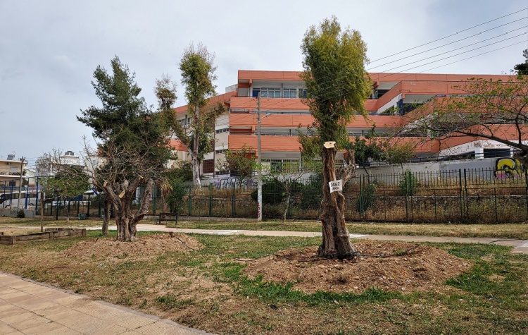 Έξι υπεραιωνόβιες ελιές καλωσόρισε η πόλη