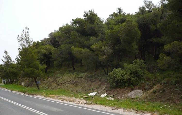 Εθελοντικός καθαρισμός του Δάσους Θεοκλήτου και της παραρεματίου περιοχής την Κυριακή 29 Μαϊου