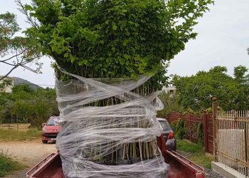 Ο Δήμος παρέλαβε 100 δέντρα για φυτεύσεις στο πλαίσιο της πρωτοβουλίας «75UN -75 Trees UNAI SDG7»