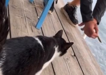 Το γατάκι και η μαρίδα των 50 €