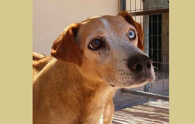 Καλό ταξίδι σε μια Κυρία της φιλοζωίας!