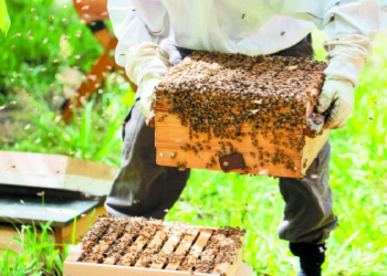 Οδηγίες προς μελισσοκόμους για την αποφυγή πυρκαγιάς