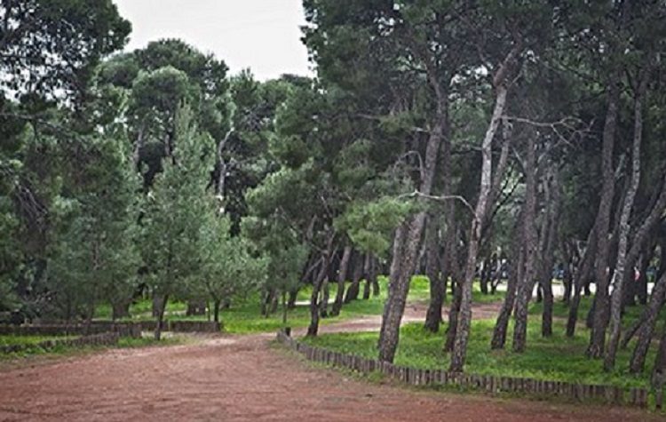 Δήμος και ΣΠΑΠ γιορτάζουν την Παγκόσμια Ημέρα Περιβάλλοντος στο Πευκοδάσος Μελισσίων