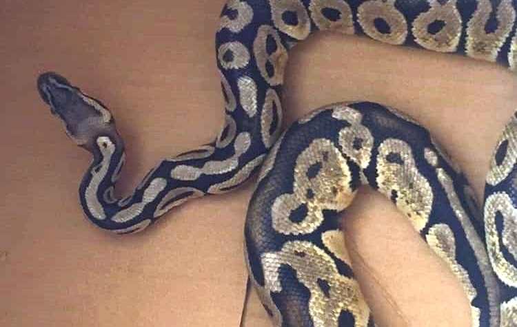 «Απρόσκλητος» πύθωνας σε… σαλόνι σπιτιού στην Αγία Παρασκευή!