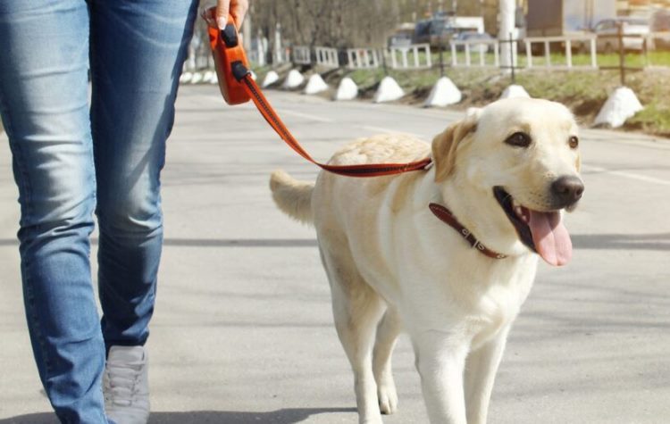 Δήμος Χαλανδρίου: «Προθερμαίνεται» η δράση δυναμικού βαδίσματος με ζώα συντροφιάς