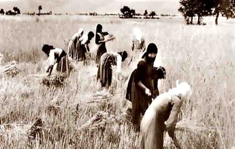 Ιούνιος ο κερασάρης, ο θεριστής και τζιτζικάρης