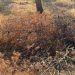 Σύλλογος Κατοίκων Τσακού: «Ο Λόφος πρέπει να καθαριστεί… χθες, για να μην θρηνήσουμε θύματα»