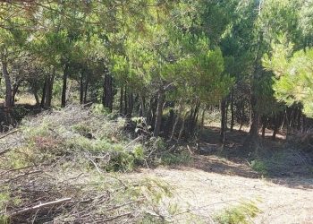 Πλήθος προληπτικών αντιπυρικών εργασιών από τον ΣΠΑΠ στις πρώην κατασκηνώσεις αρτεργατών