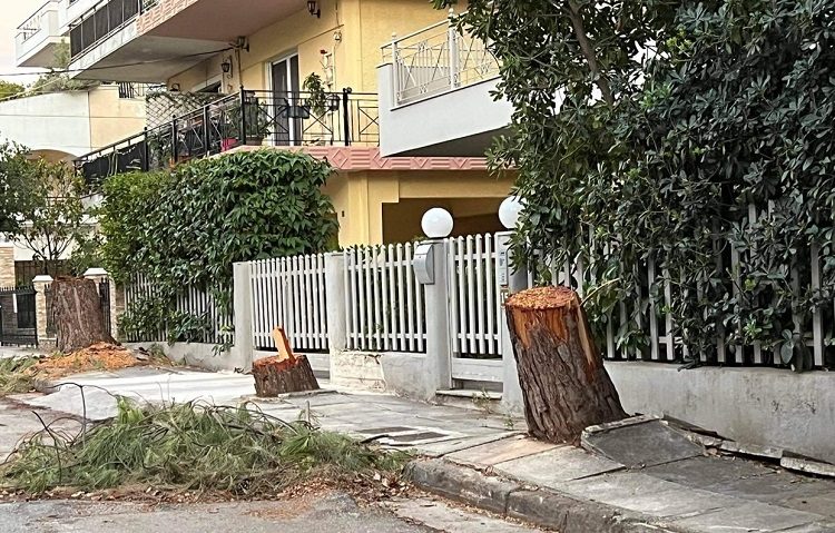 Συμμαχία Πολιτών: «Υπόλογη η διοίκηση του Δήμου για τη μη νόμιμη κοπή τριών μεγάλων πεύκων»