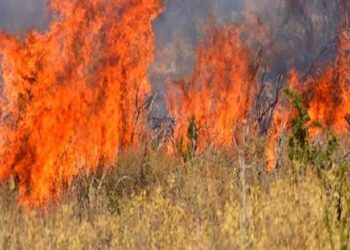 Τρία πύρινα μέτωπα στο Εθνικό Πάρκο Δαδιάς - Μαίνεται η πυρκαγιά σε Λέσβο και Ηλεία