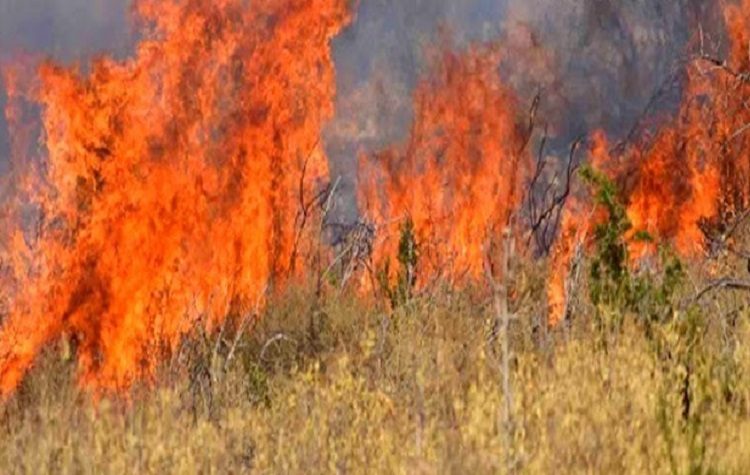 Τρία πύρινα μέτωπα στο Εθνικό Πάρκο Δαδιάς - Μαίνεται η πυρκαγιά σε Λέσβο και Ηλεία