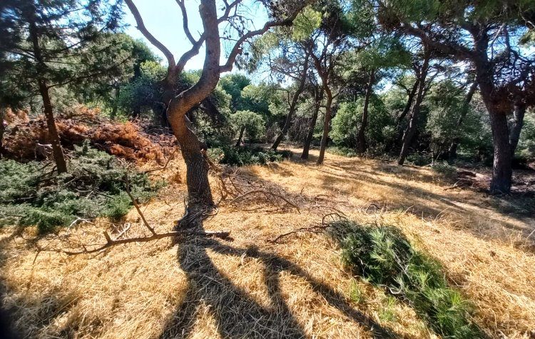 «Ενότητα Ανατροπή και Έργο για το Μαρούσι»: «Να προστατευθεί ο δασικός χαρακτήρας του κτήματος Συγγρού»