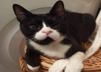 Να βοηθήσουμε όλοι να βρεθεί ο Άρης που χάθηκε στο Ηλιακό Χωριό