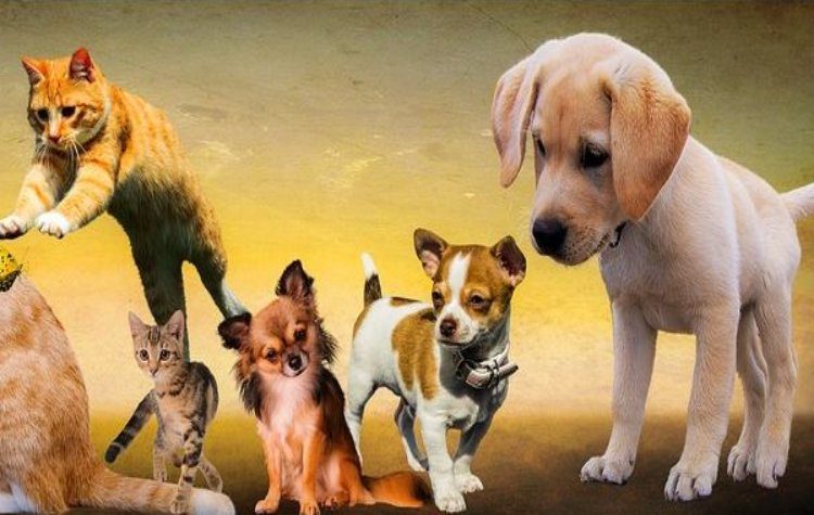 Μεγάλη γιορτή για την Παγκόσμια Ημέρα των Ζώων στον Δήμο