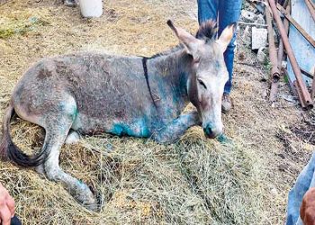 Γαϊδουράκια: Παραδειγματική τιμωρία