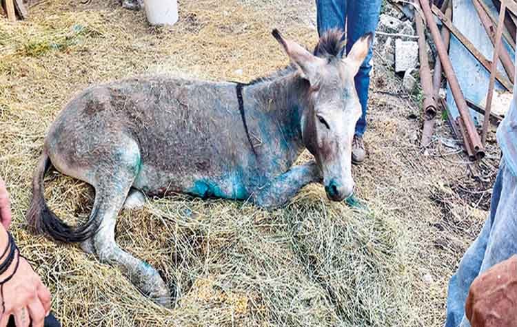 Γαϊδουράκια: Παραδειγματική τιμωρία