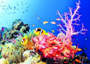 Ο θαλάσσιος θησαυρός της ζωής μας!