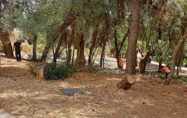 «Ελληνική Λύση»: Ερώτηση Αλεξοπούλου στη Βουλή για τους καθαρισμούς στο δάσος Συγγρού