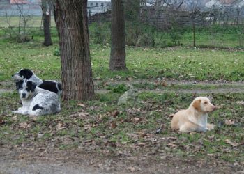 «Ο Δήμος Αμαρουσίου δεν θα επιτρέψει φαινόμενα κακοποίησης και θανάτωσης ζώων»