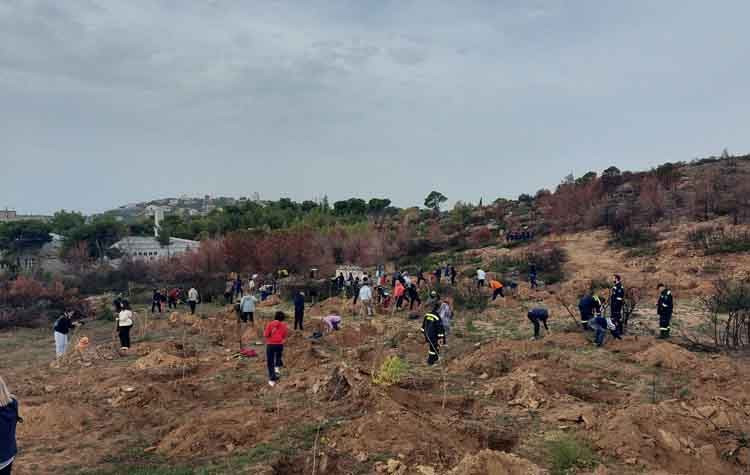 Επιτυχημένη η 1η Εθελοντική Αναδάσωση στα «καμένα» της Πεντέλης