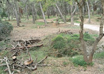Θ. Αμπατζόγλου: Υπέρ των καθαρισμών στο Συγγρού και εξίσωσή του με τα περιαστικά άλση