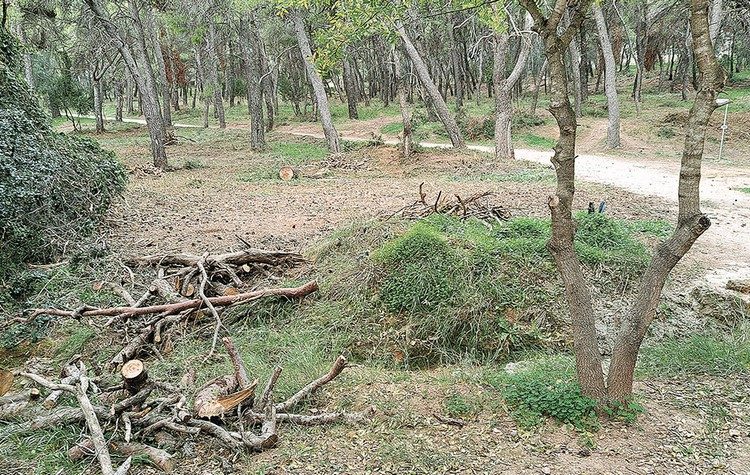 Θ. Αμπατζόγλου: Υπέρ των καθαρισμών στο Συγγρού και εξίσωσή του με τα περιαστικά άλση