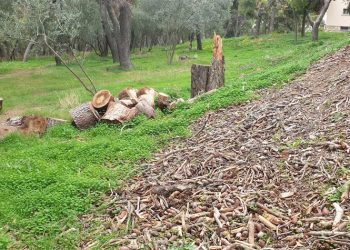 «Συνένοχοι ο κ. Αμπατζόγλου και οι συνεργάτες του στο “έγκλημα” του δάσους Συγγρού!»