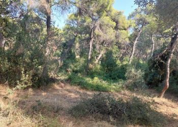 Δάσος Συγγρού: Το σφαγείο, η μπριζόλα και η ζάχαρη στα ντεπόζιτα!