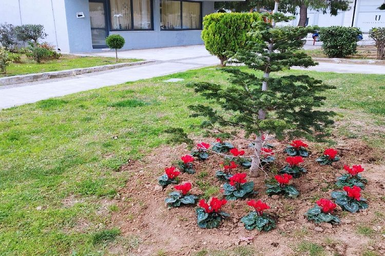 630 κυκλάμινα φυτεύτηκαν σε κοινόχρηστους χώρους του Δήμου