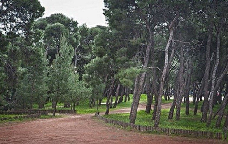 Χριστουγεννιάτικη γιορτή στο Πευκοδάσος Μελισσίων την Τετάρτη 28 Δεκεμβρίου