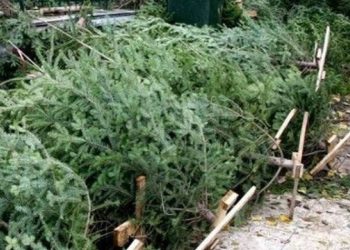 Ο Δήμος προχωρά στην περισυλλογή φυσικών χριστουγεννιάτικων δέντρων