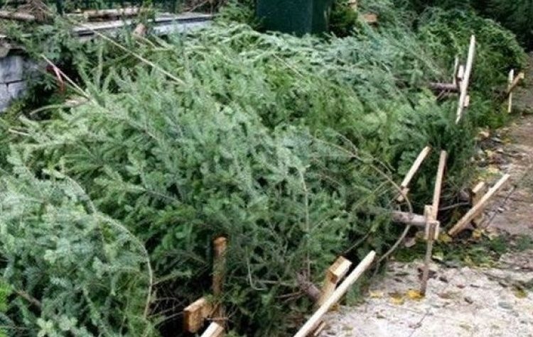 Ο Δήμος προχωρά στην περισυλλογή φυσικών χριστουγεννιάτικων δέντρων