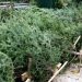 Ο Δήμος προχωρά στην περισυλλογή φυσικών χριστουγεννιάτικων δέντρων