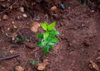 Η Παπαστράτος φυτεύει 70.000 δέντρα στις πυρόπληκτες περιοχές της Αττικής